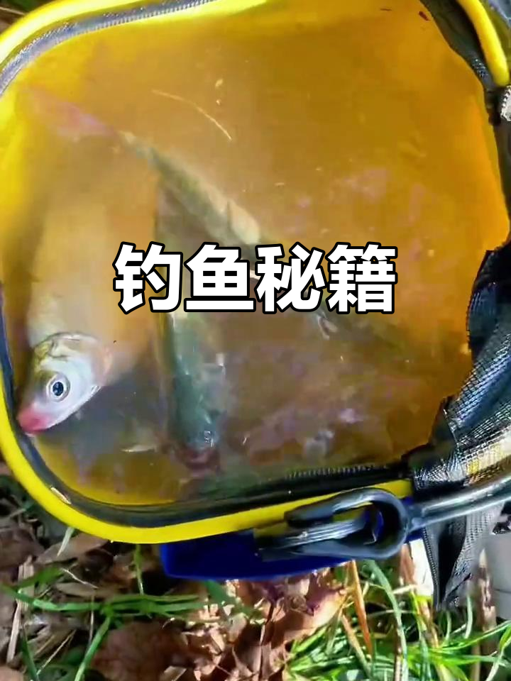 钓鳊鱼的关键:窝料与饵料的巧妙搭配,轻松捕获大鱼!