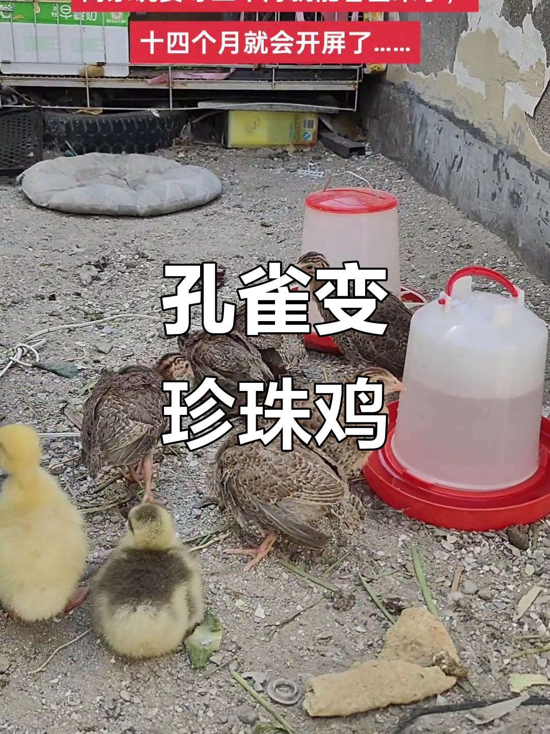 买孔雀变珍珠鸡,商家坚称是北方品种,开屏需等一年