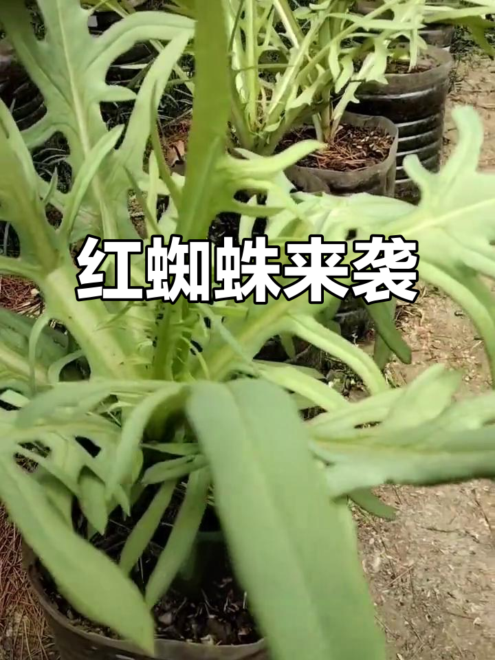 这是红蜘蛛吗?番茄可遭殃了!
