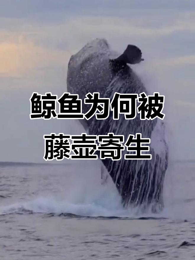 为什么鲸鱼身上有藤壶,而虎鲸却能幸免?