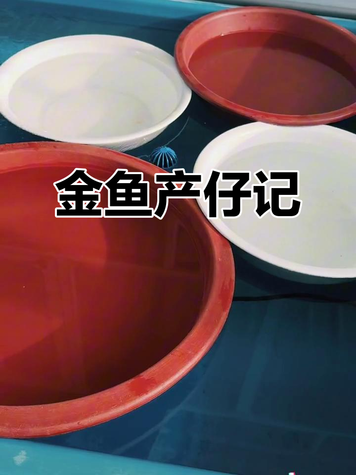 铃木东锦终于迎来了新生，金鱼宝宝健康出生！
