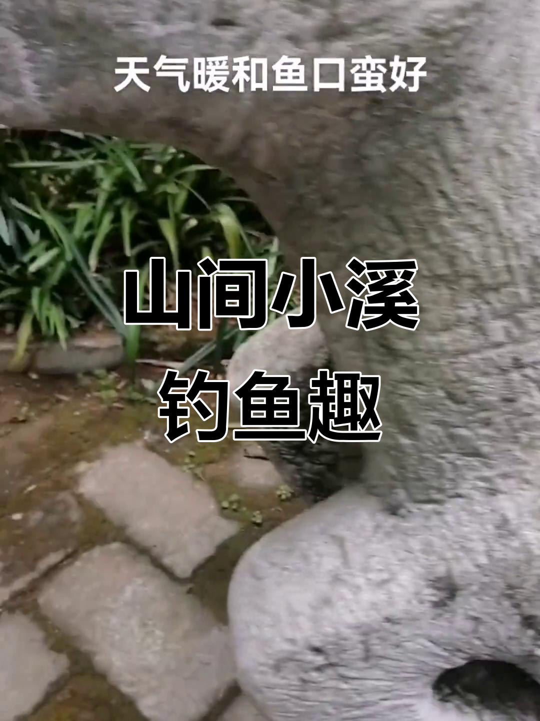 清澈溪水钓石斑,鸭脚子劲大惊人
