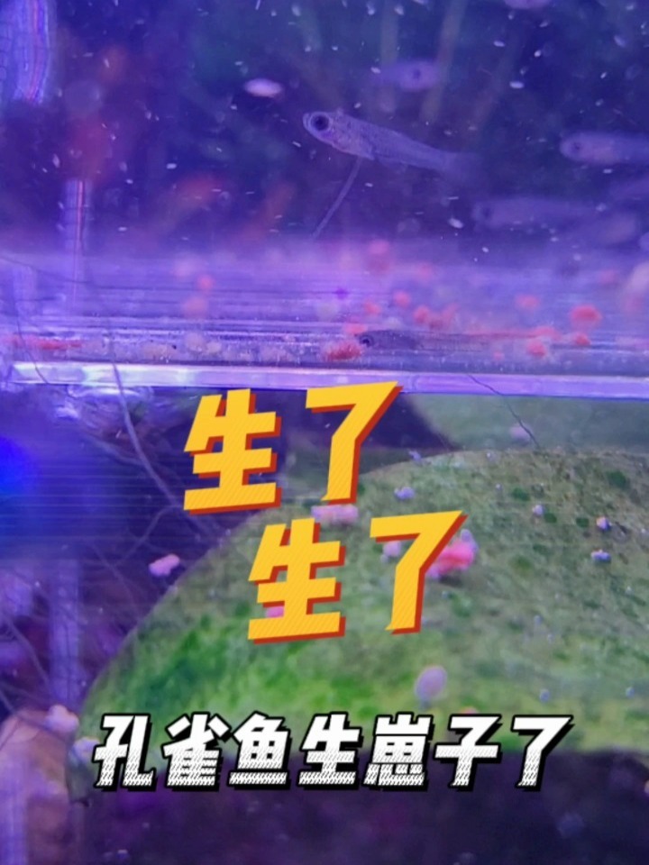 直拍孔雀鱼生宝宝和鱼卵