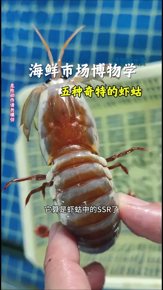 知识年终盘点，带您认识五种奇特的虾蛄