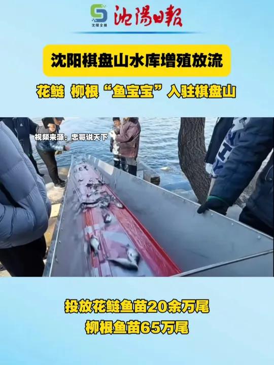 沈阳 棋盘山 水库增殖放流!花鲢 柳根“鱼宝宝”入驻棋盘山
