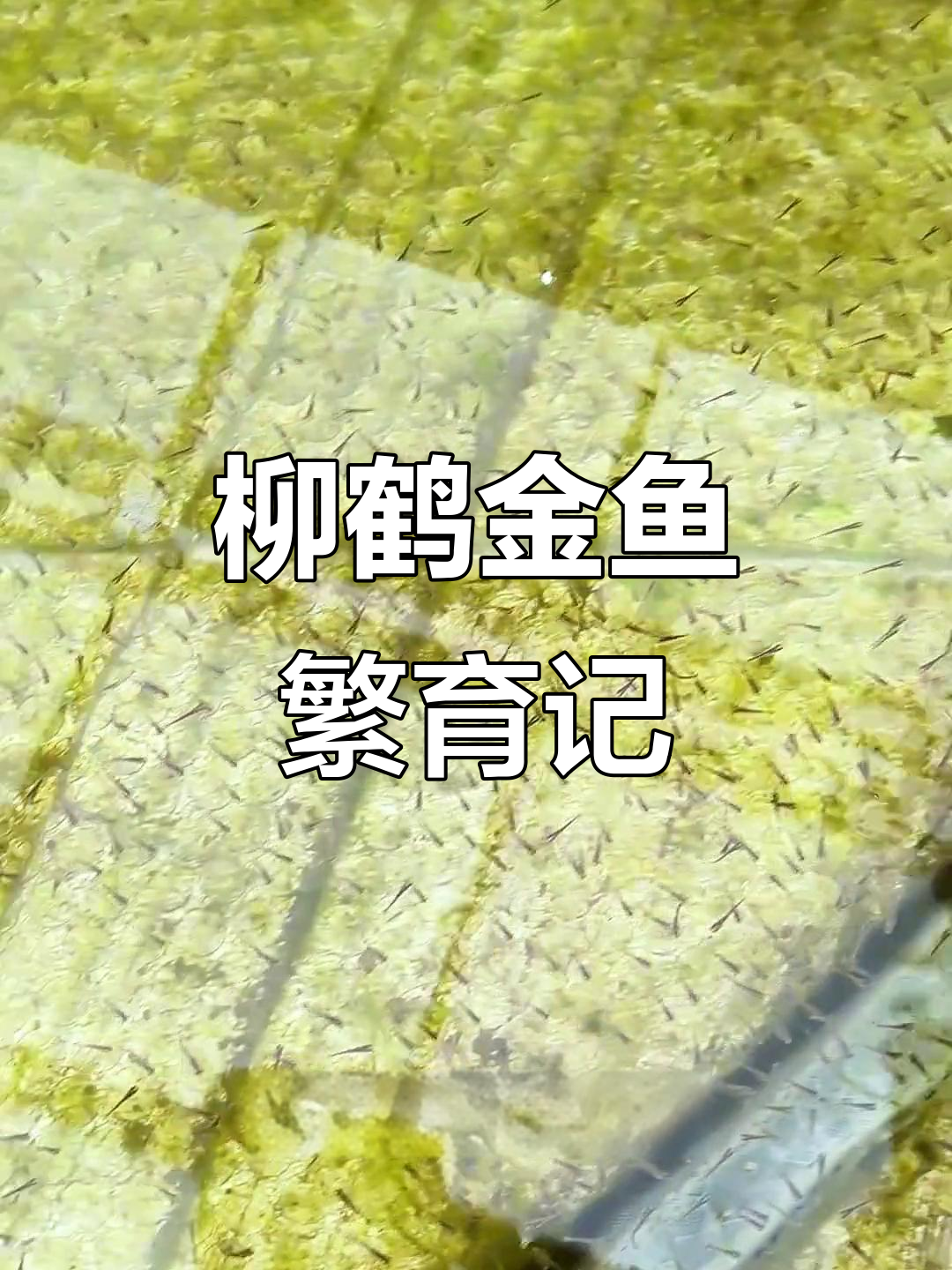 柳鹤金鱼首次繁殖,鱼卵孵化出小鱼苗