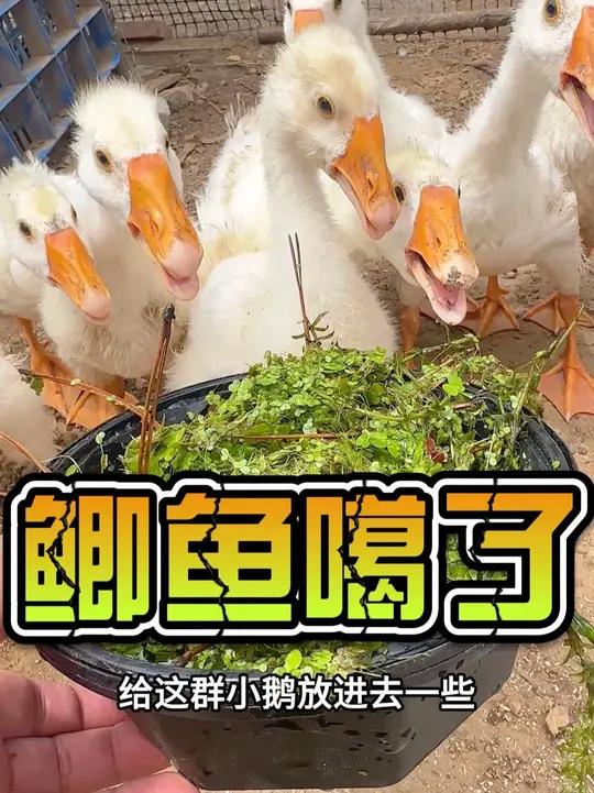 帆布池的鲫鱼死了,尸体却没有找到,你说怪不怪