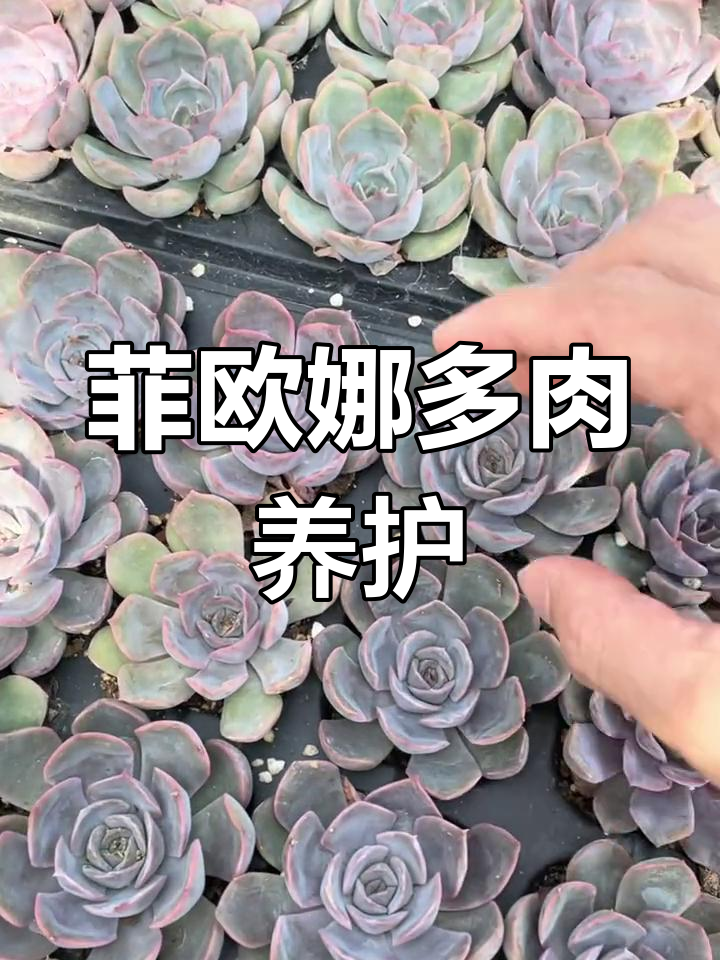 多肉植物种植基地,菲欧娜穴盘养护全纪录