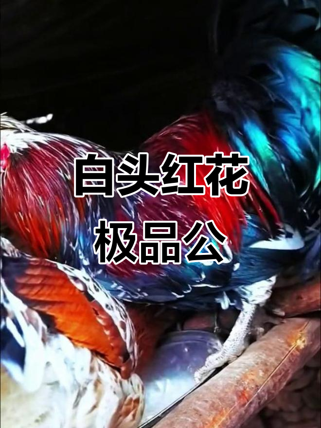 稀有白头红花海东鸡,惊艳亮相藏鸡品种