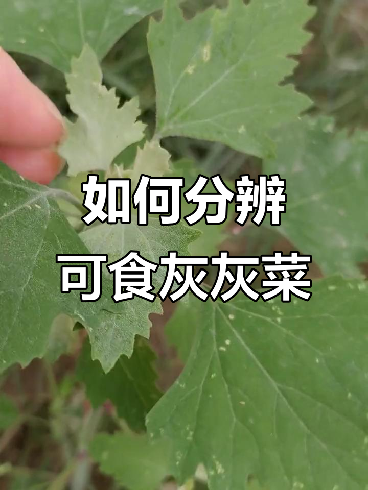 灰灰菜能吃吗?如何辨别有毒无毒
