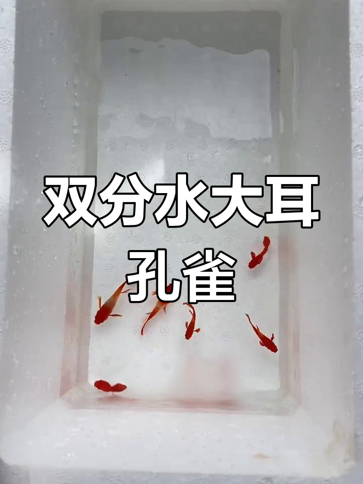 孔雀鱼中的珍稀品种,双分水大耳朵与红头喜的完美结合
