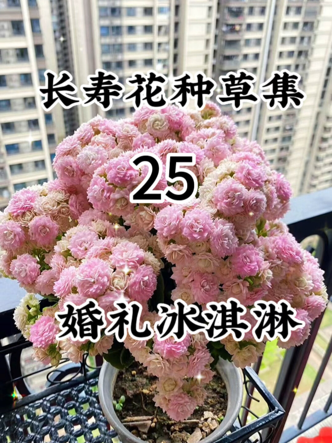 最美长寿花种草集之:婚礼冰淇凌,美就一个字