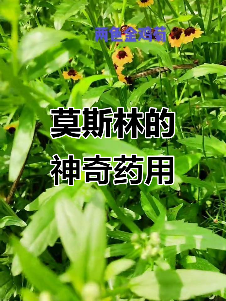 莫斯林:一种具有神奇药用价值的植物,了解它的功效与作用