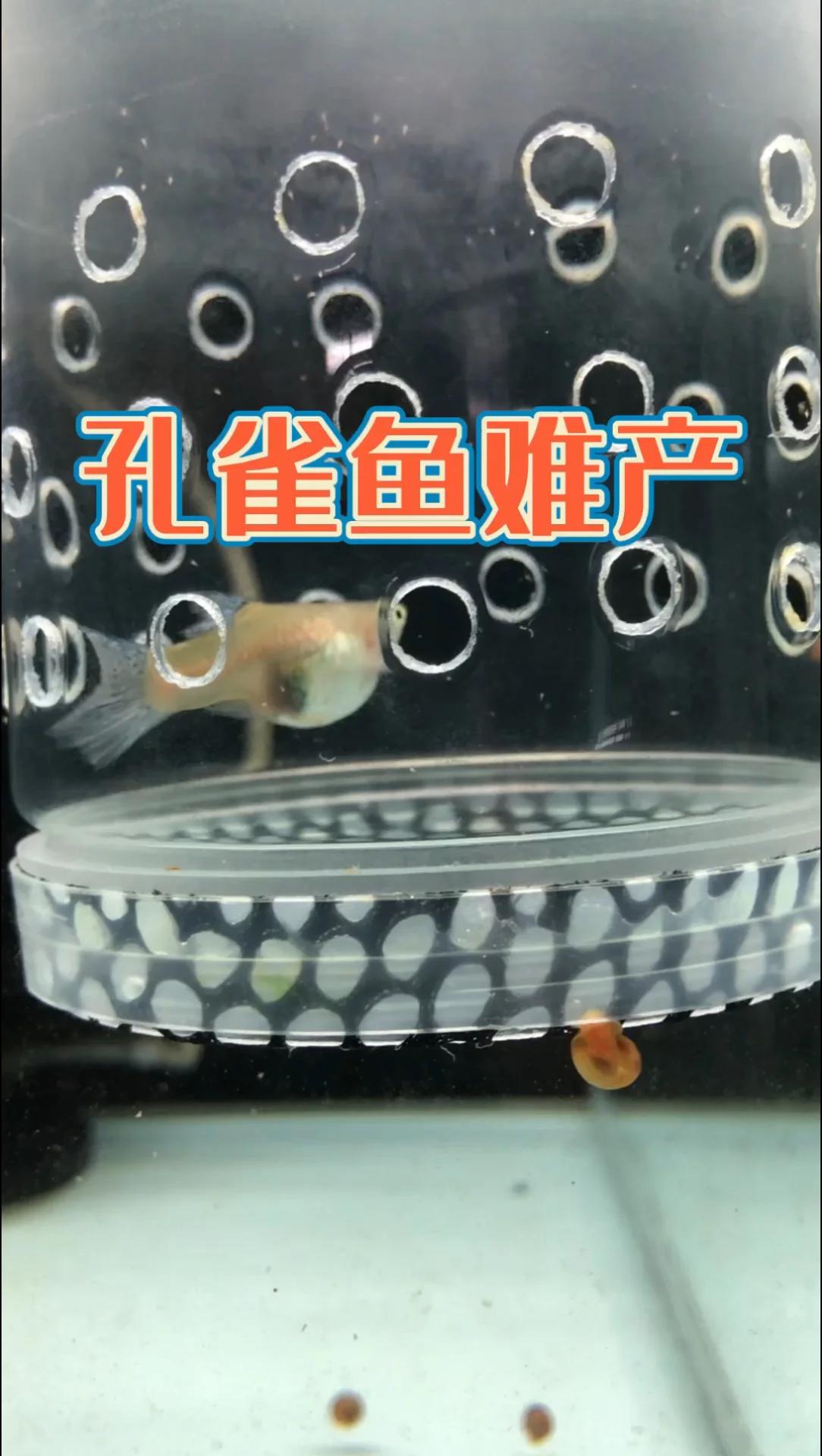 解决孔雀鱼难产的一个办法