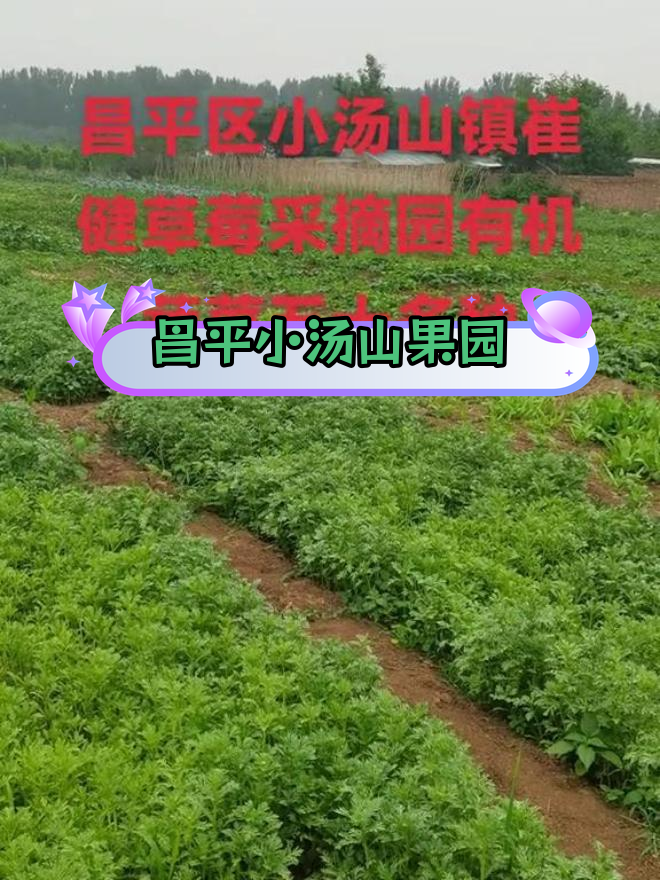 小汤山有机蔬菜采摘园,五十多种生态果蔬任你选