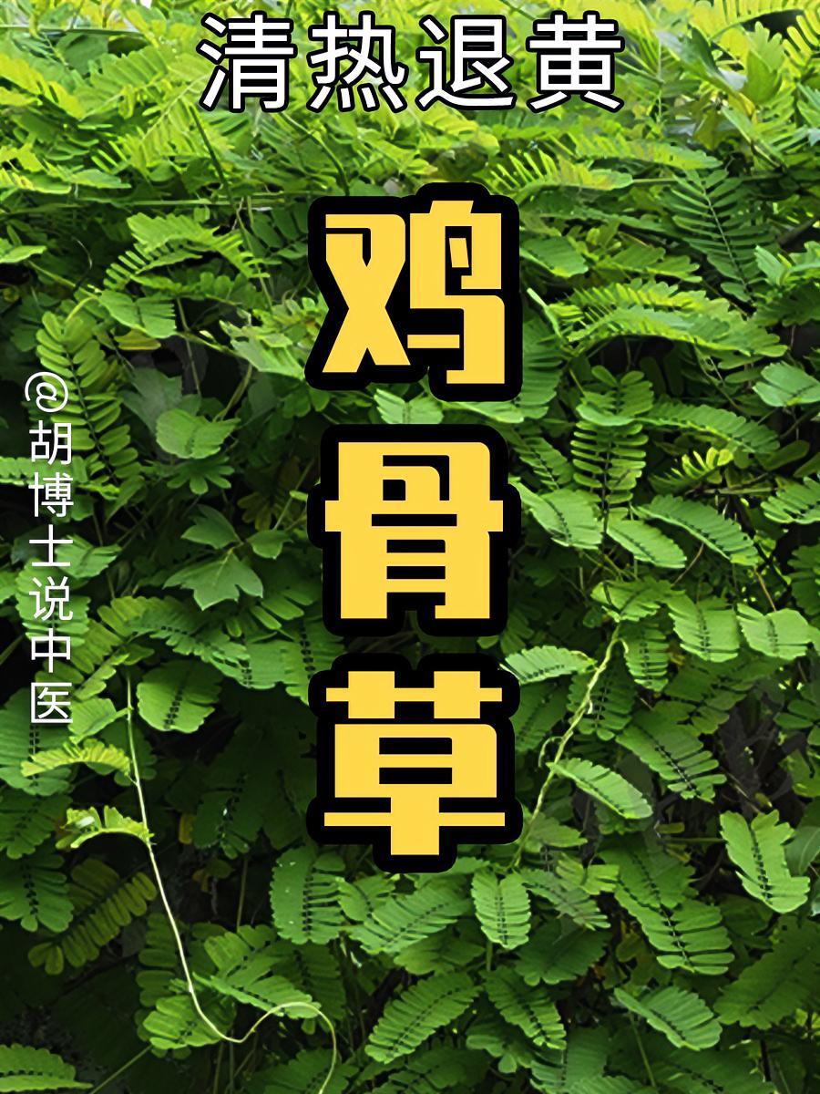 鸡骨草 鸡骨草 广州相思子 中药 中草药 胡博士说中医
