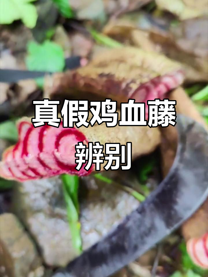 三叶鸡血藤才是真品,五片叶子只是冒牌货