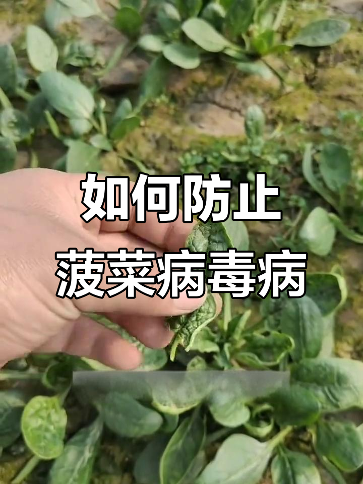 菠菜病毒病防治技巧,提前预防效果更佳