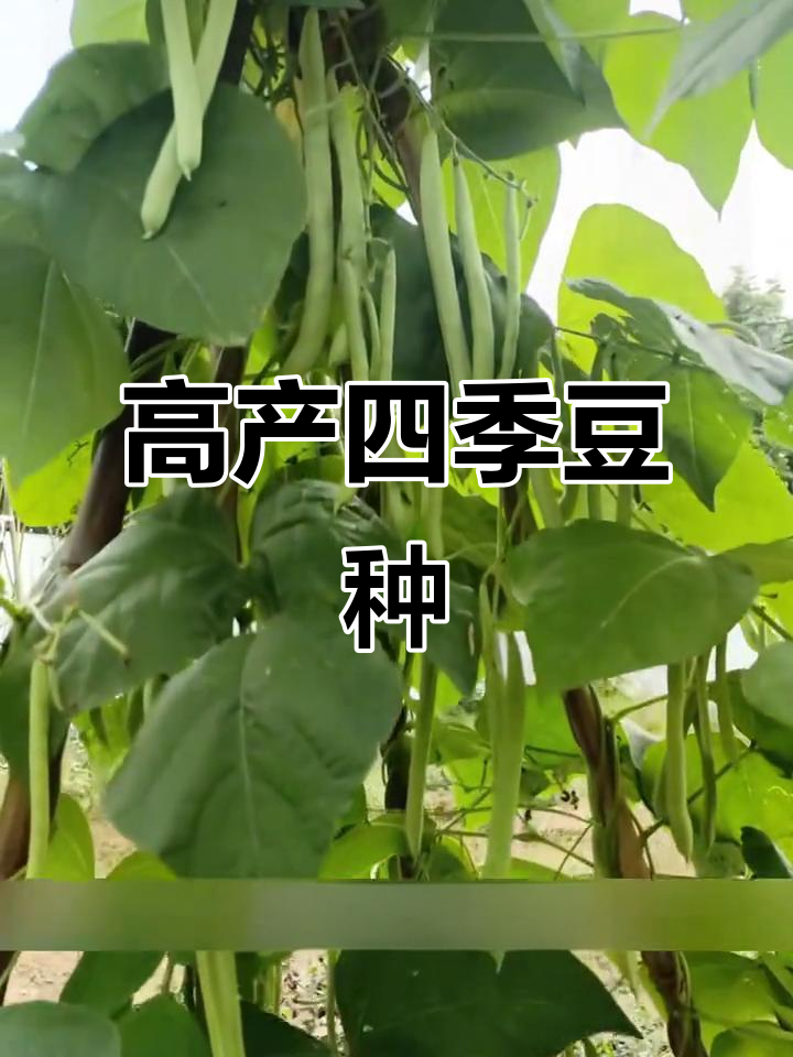泰国架豆王,四季高产,爬藤蔬菜种子推荐