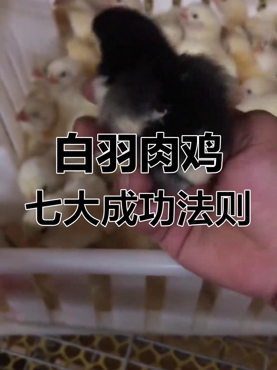 七天关键操作,提升白羽肉鸡成活率