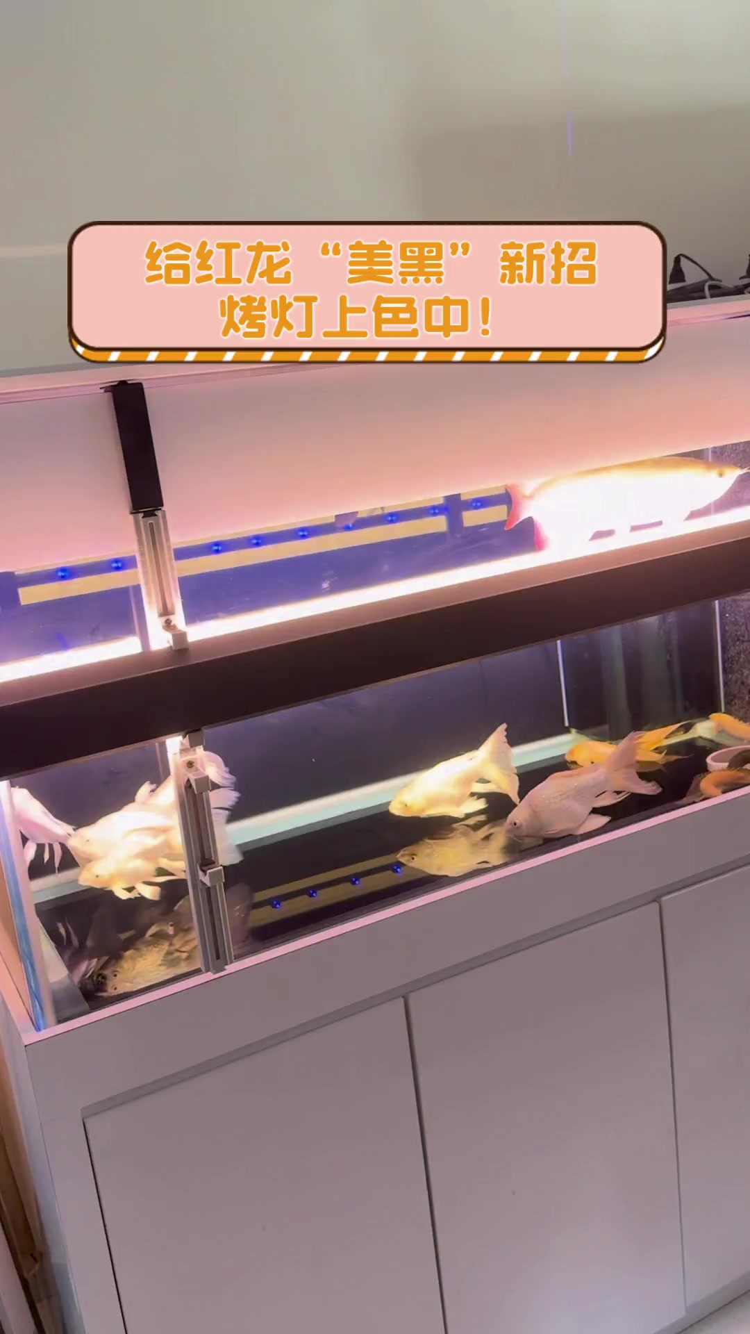 给红龙“美黑”新招,烤灯上色中!