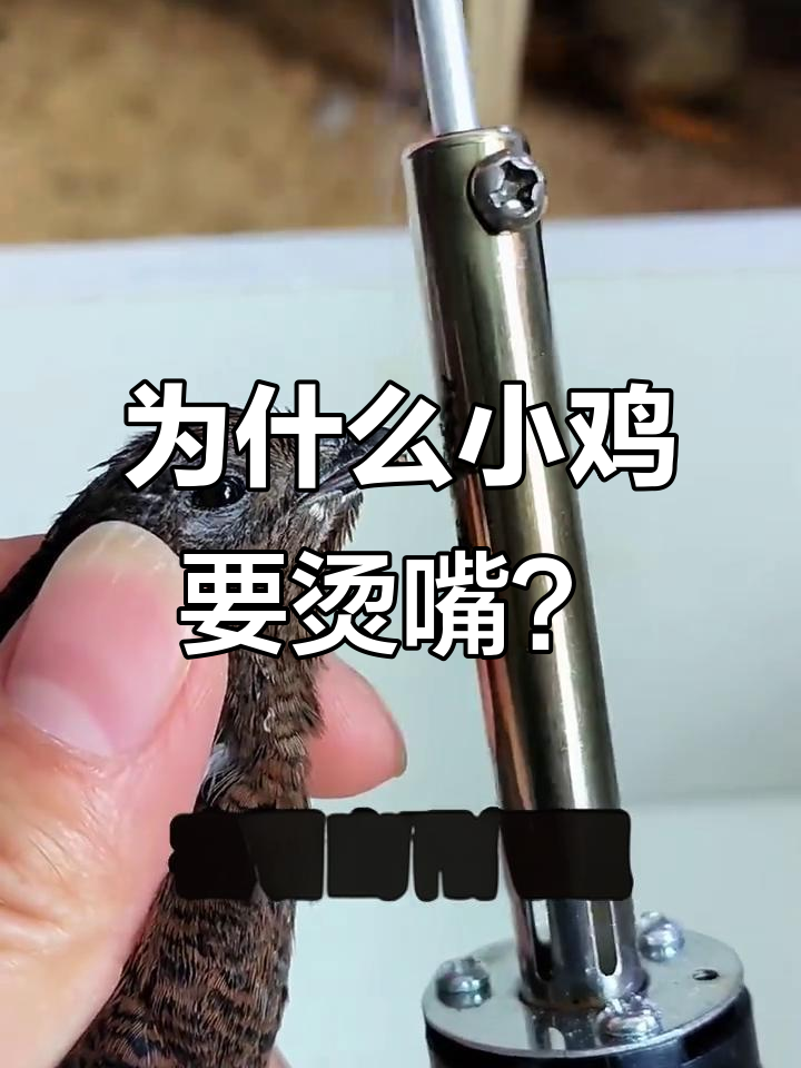 小鸡断喙的真正原因，竟然是为了这个！
