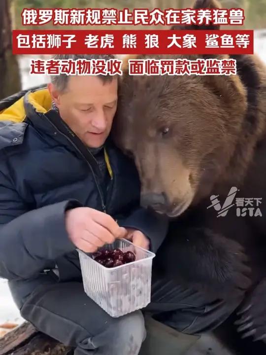 俄罗斯颁布新规:禁止私自养猛兽,包括大象、狮子、老虎、狼、熊等在内的120余种野生动物,同