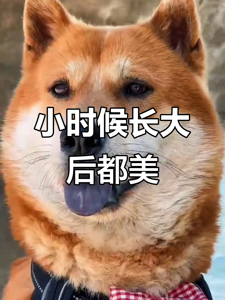 从小黄狗到忠诚卫士,田园犬颜值全程在线