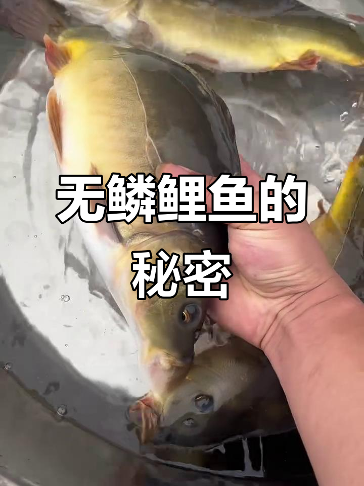 见过无鳞鲤鱼吗?罗鲤生长迅速,病害少