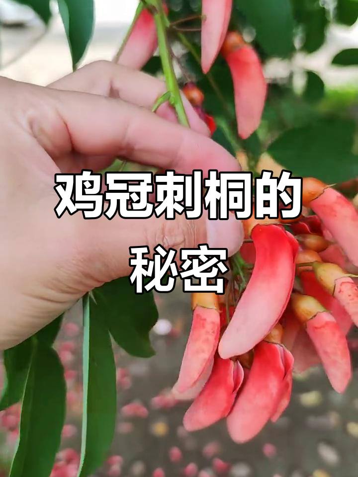 鸡冠刺桐：美丽却不能食用的景观植物，濒危物种了解一下