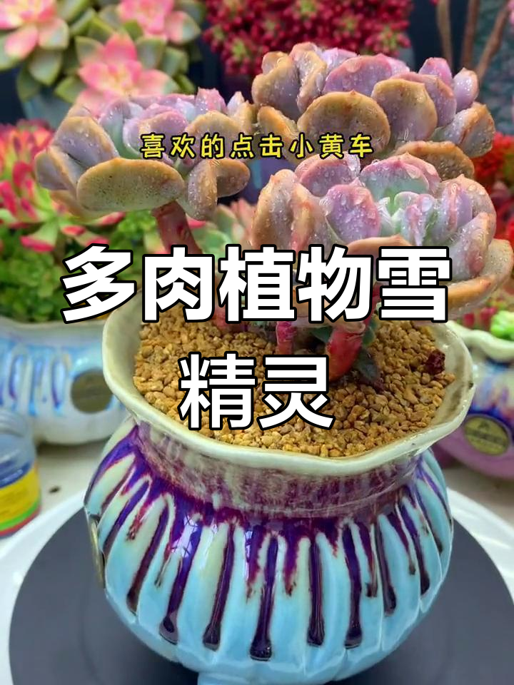雪精灵多肉,皮实好养又美观!