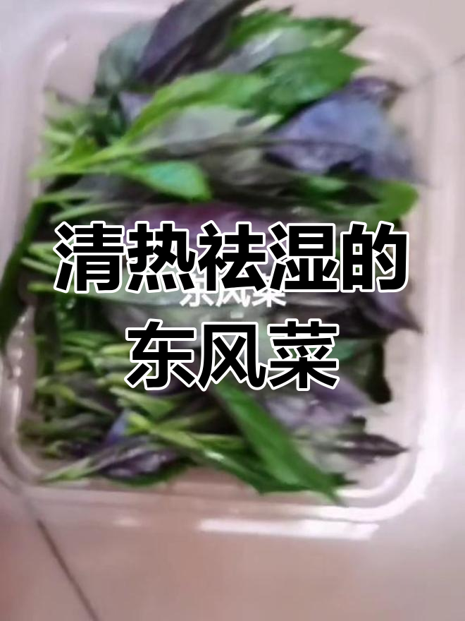 东风菜:清热去湿,肠胃调理必备