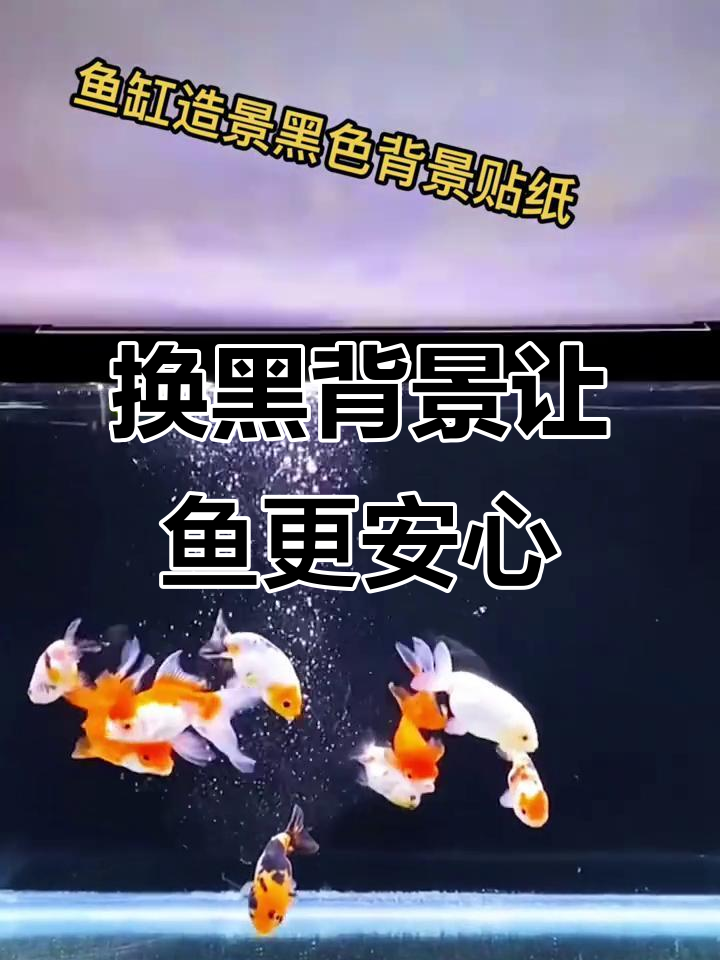 鱼缸背景换黑色，鱼儿游得更自在