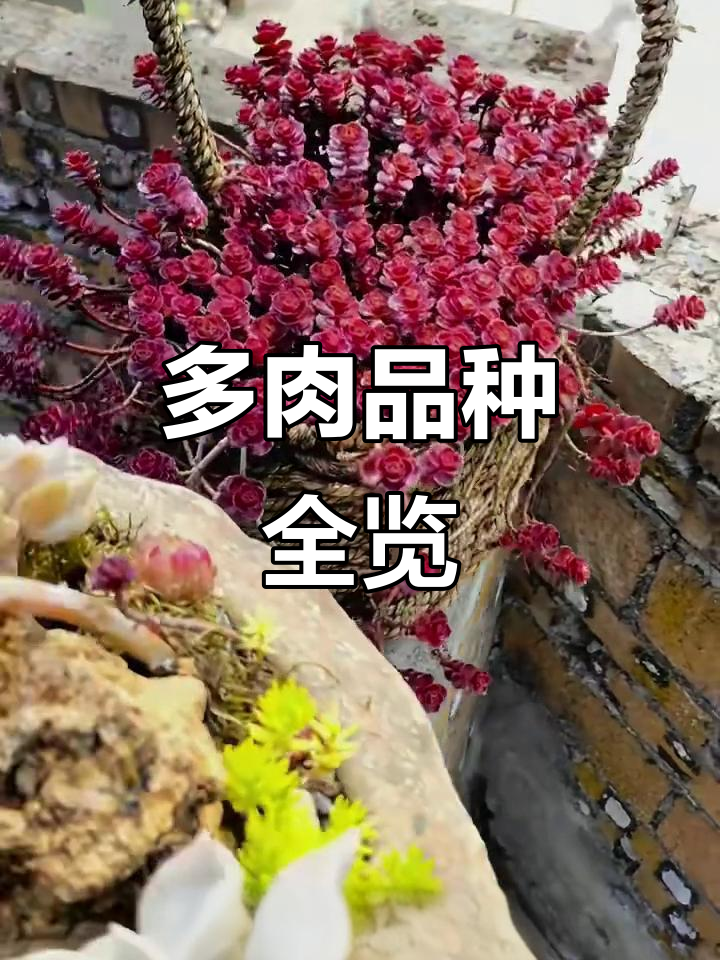 50种常见多肉植物大揭秘,看看你养了几种?