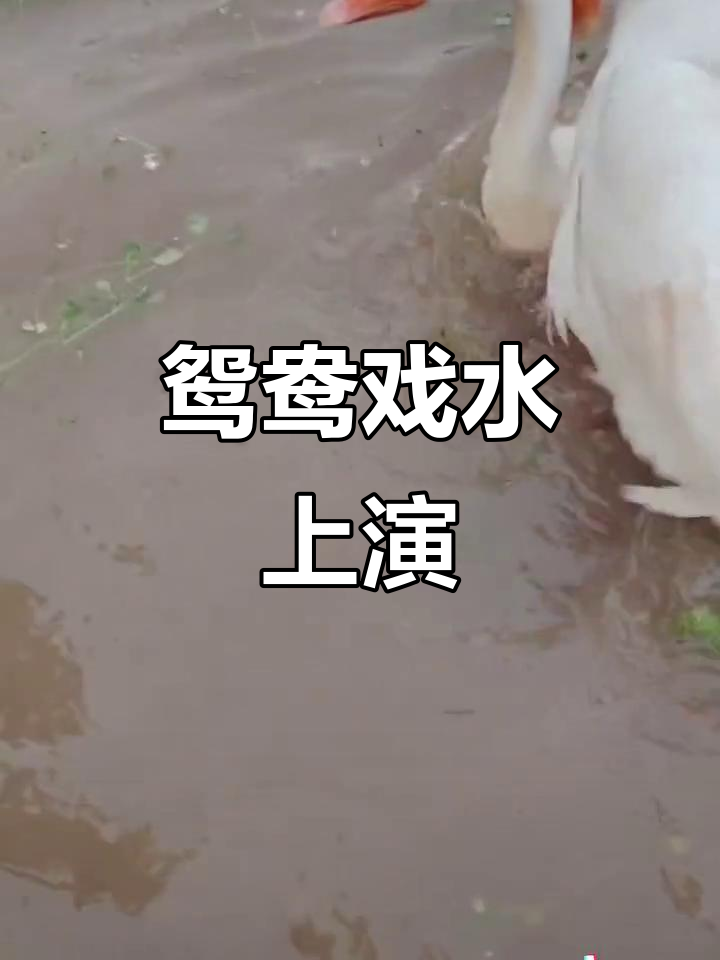 鸳鸯戏水大作战,大白鹅与老公的搞笑互动