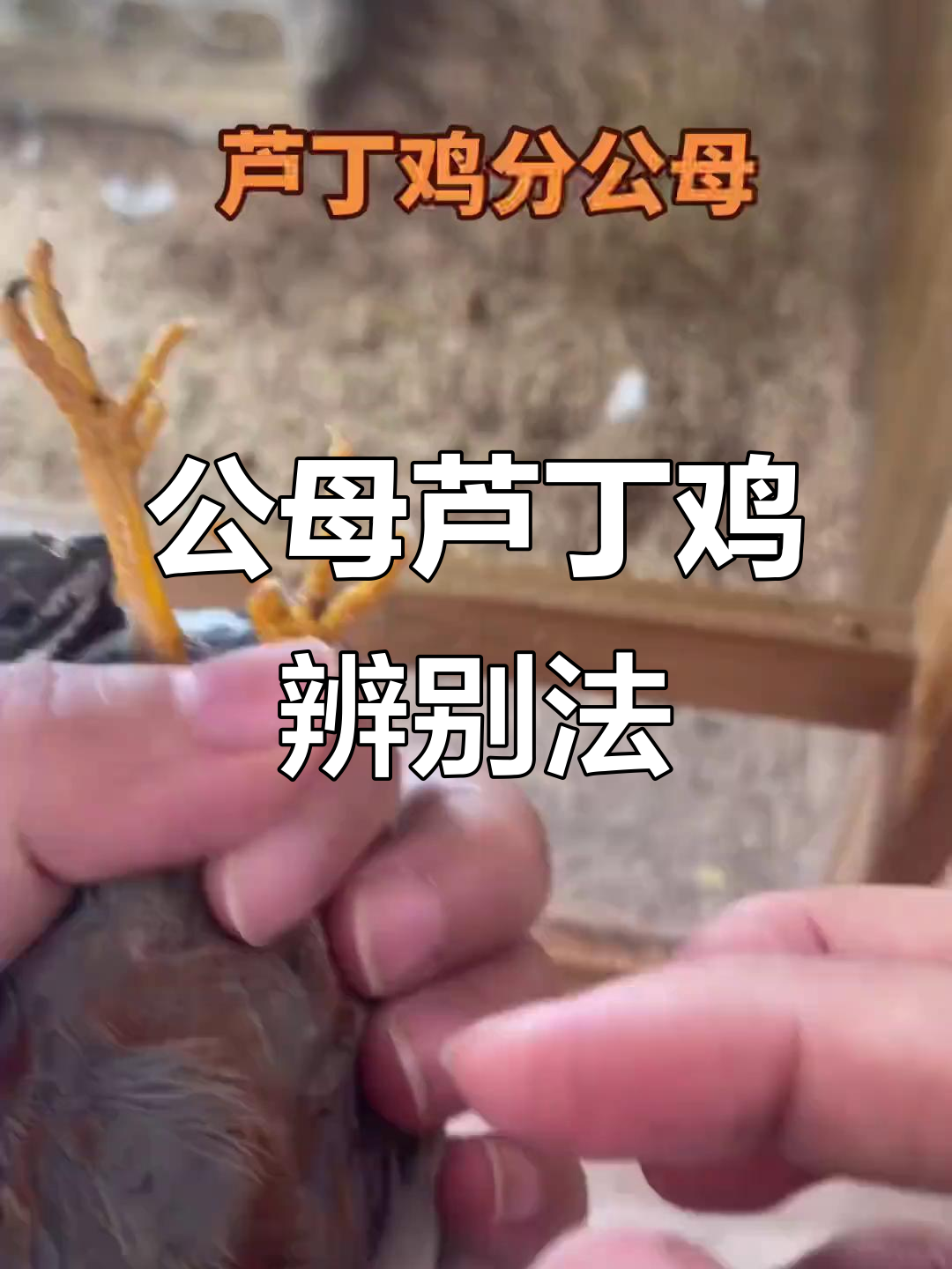 芦丁鸡公母分辨,看屁股就能搞定