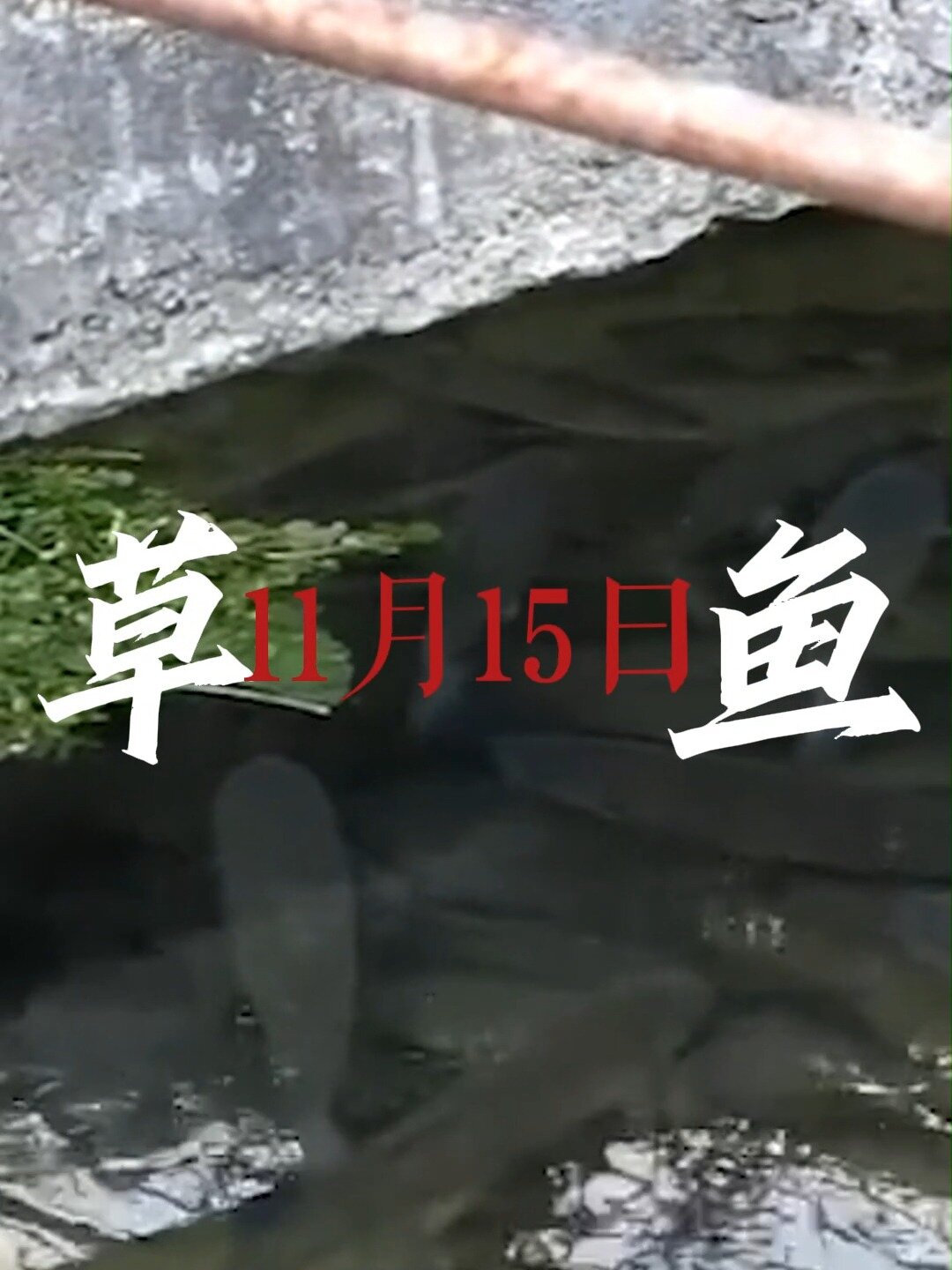 珠三角近几天草鱼行情有涨有跌鱼苗再跌0.1元/斤小草跌0.2