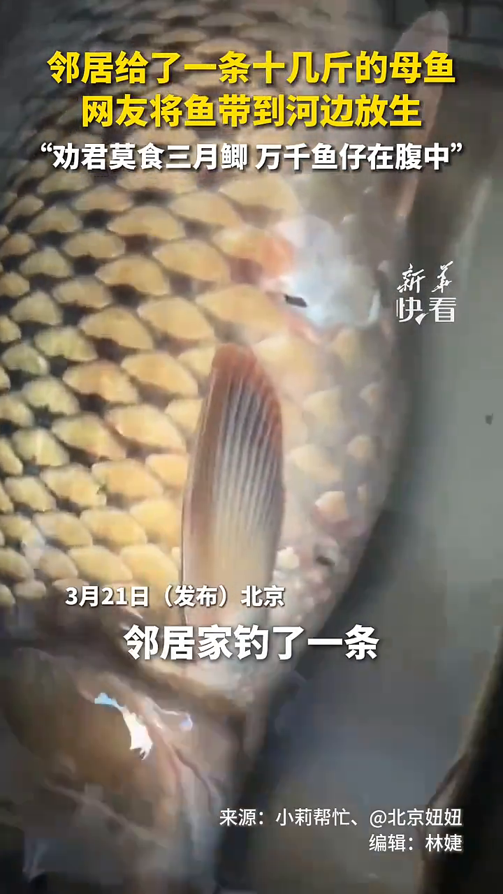 邻居给了一条十几斤的母鱼,网友将鱼带到河边放生