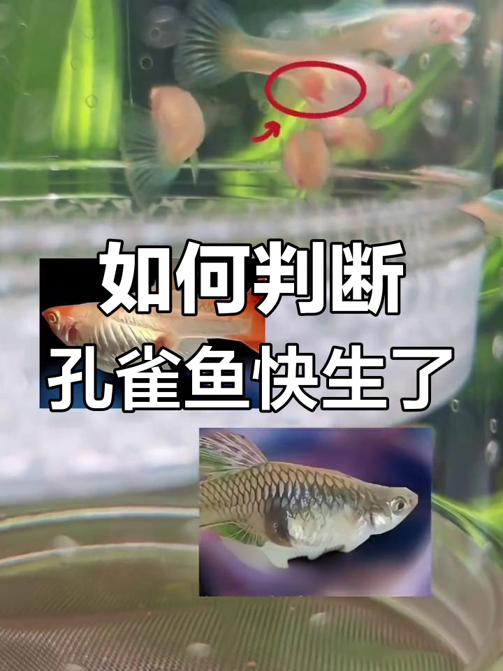 孔雀鱼生产前的三大征兆,轻松判断是否要生宝宝