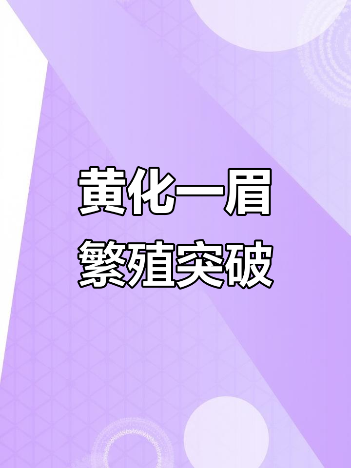 黄化一眉道人鱼平民化的新进展，后备种鱼也带黄化基因了
