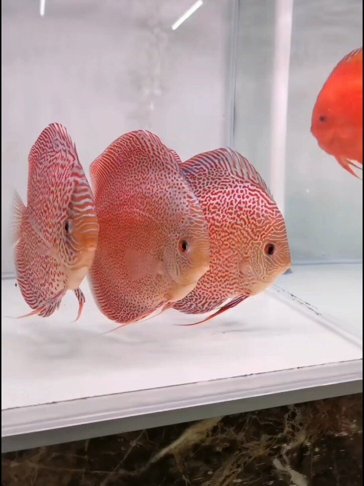 迷宫豹点七彩神仙鱼