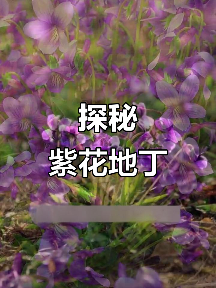 紫花地丁：从泥头草到药用野菜，了解它的秘密