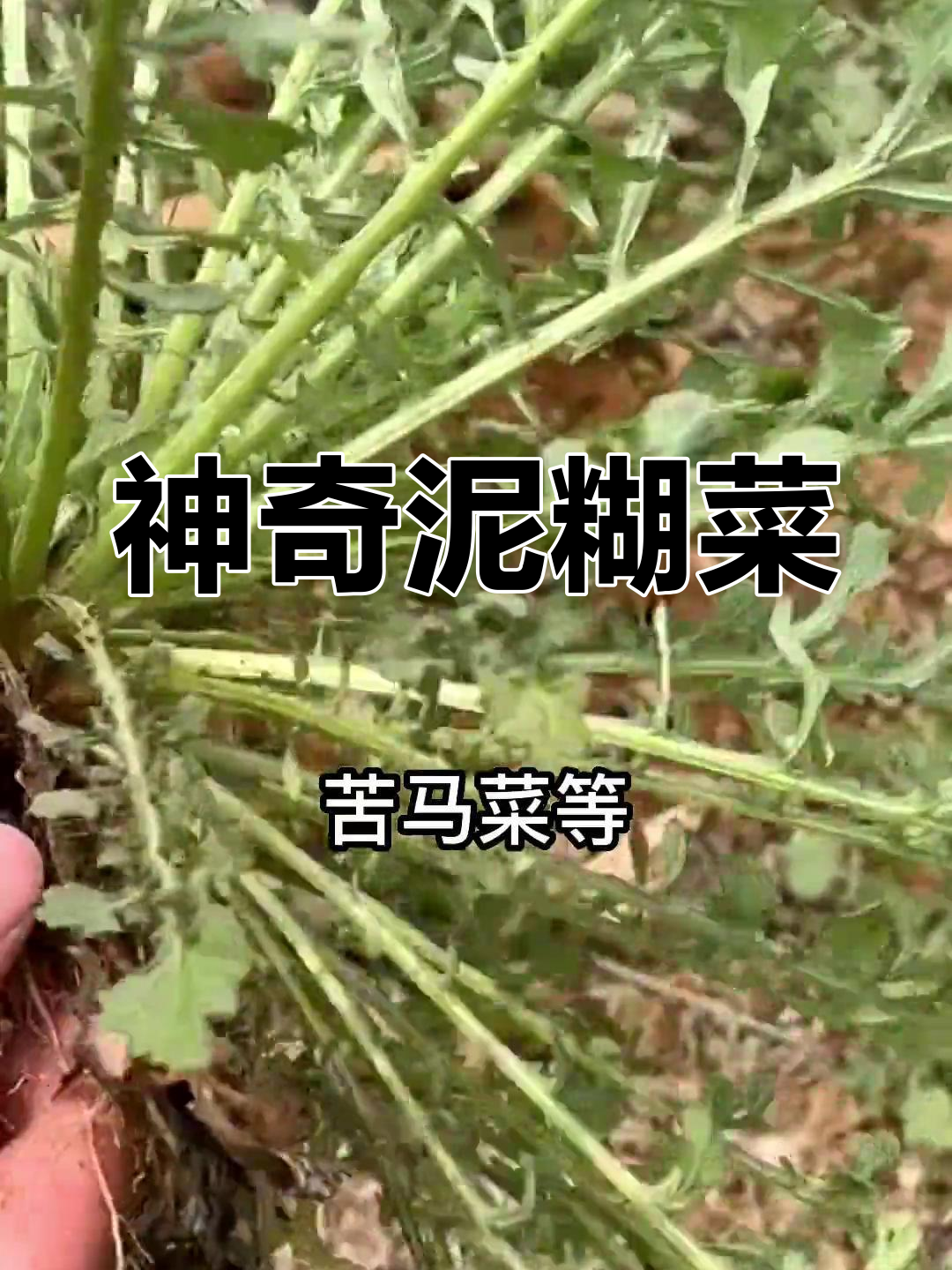 农村的“剪刀菜”,竟是治疗口腔溃疡的神药!