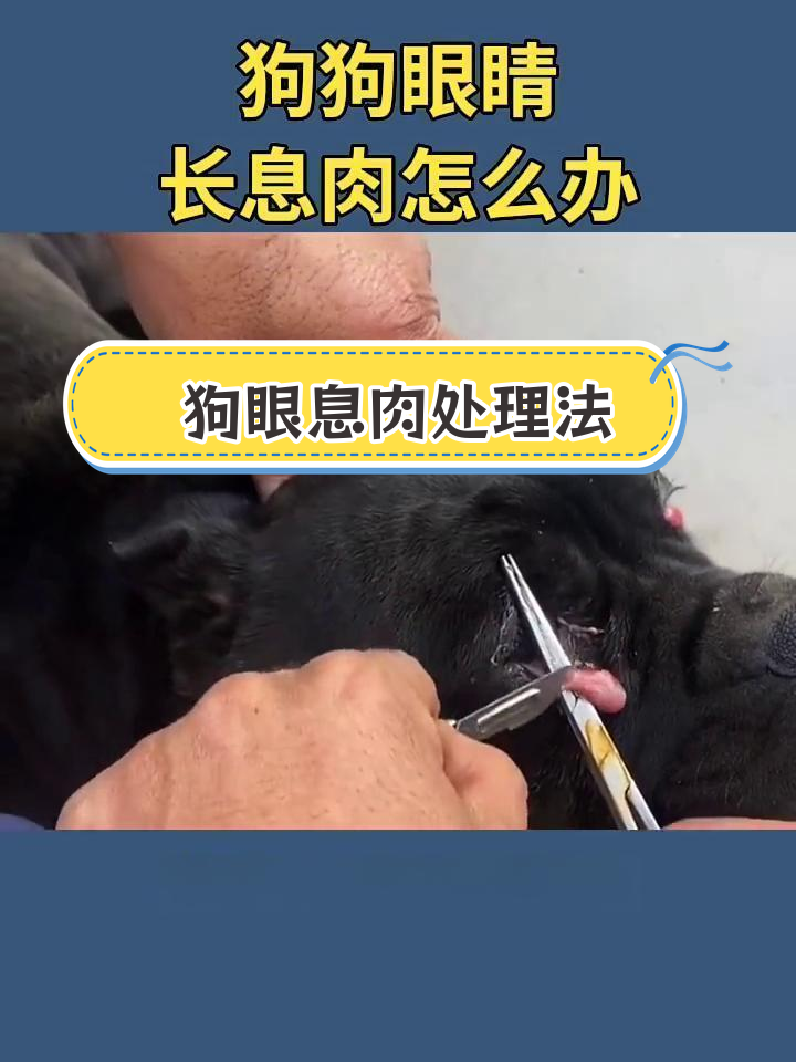 狗狗眼睛息肉手术全攻略