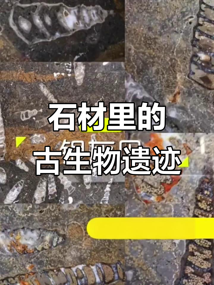 探秘天然石材中的远古化石，从海星到恐龙足迹