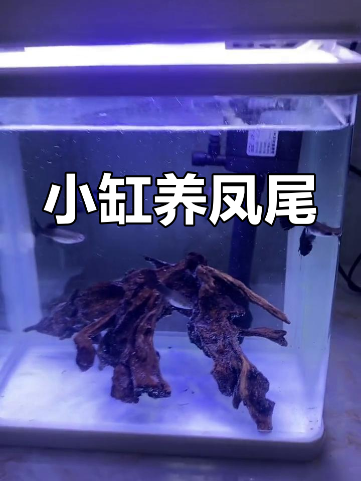 凤尾鱼与墨兰孔雀鱼的美丽邂逅,小缸里的自然景观