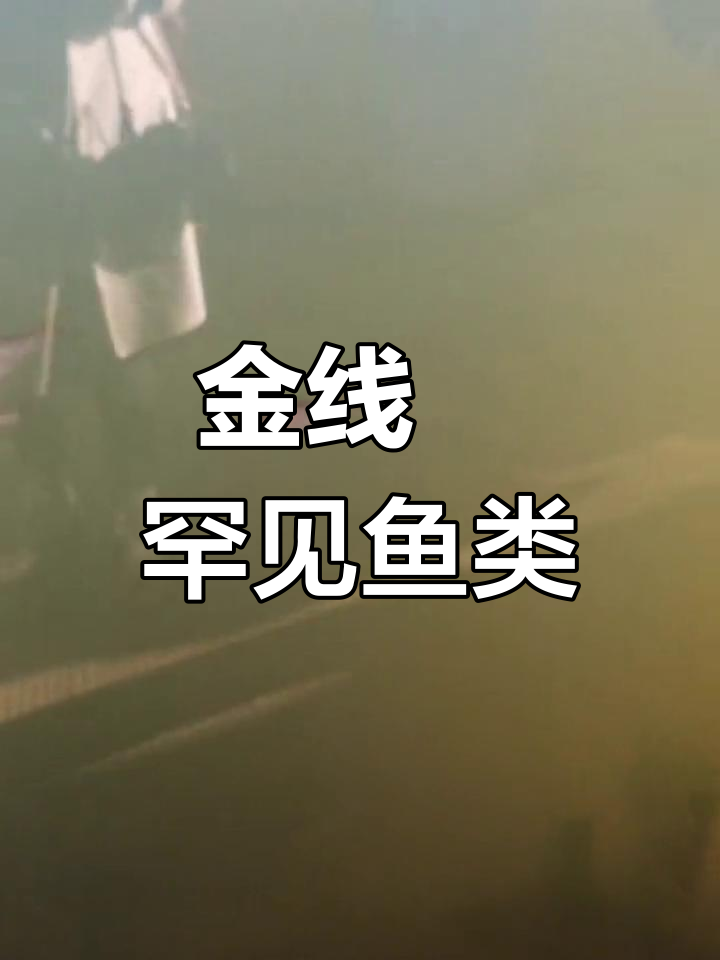 滇池金线鲃:濒危鱼种,难得一见