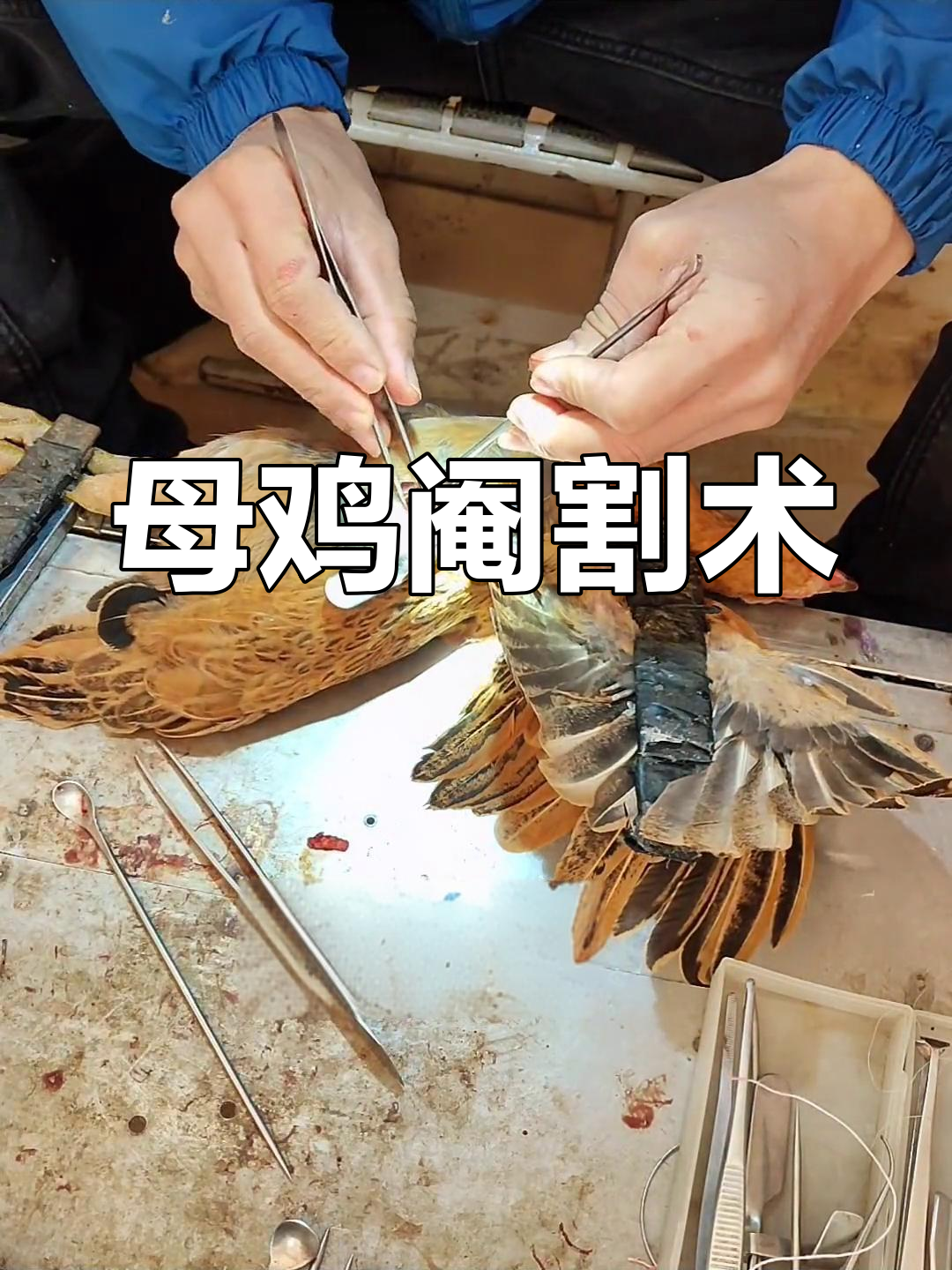 母鸡也能阉，传统技艺揭秘