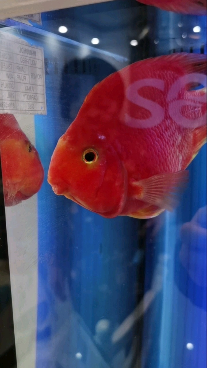鹦鹉鱼头洞病治疗