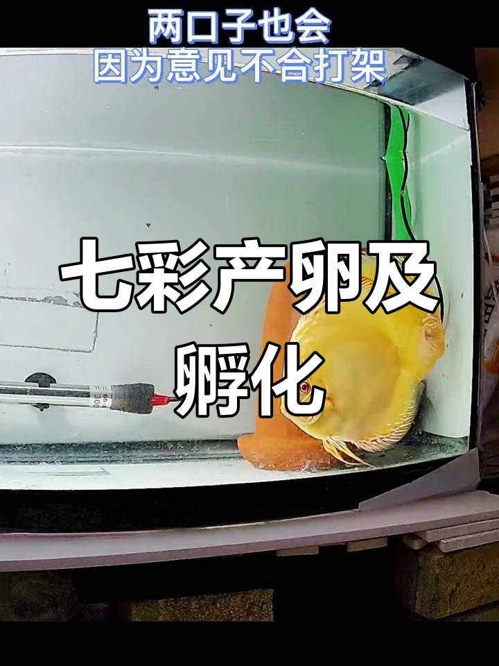 七彩神仙鱼繁殖过程与提罐孵化技巧